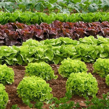 Lugares Comunes Vendégház Los Realejos Kültér fotó