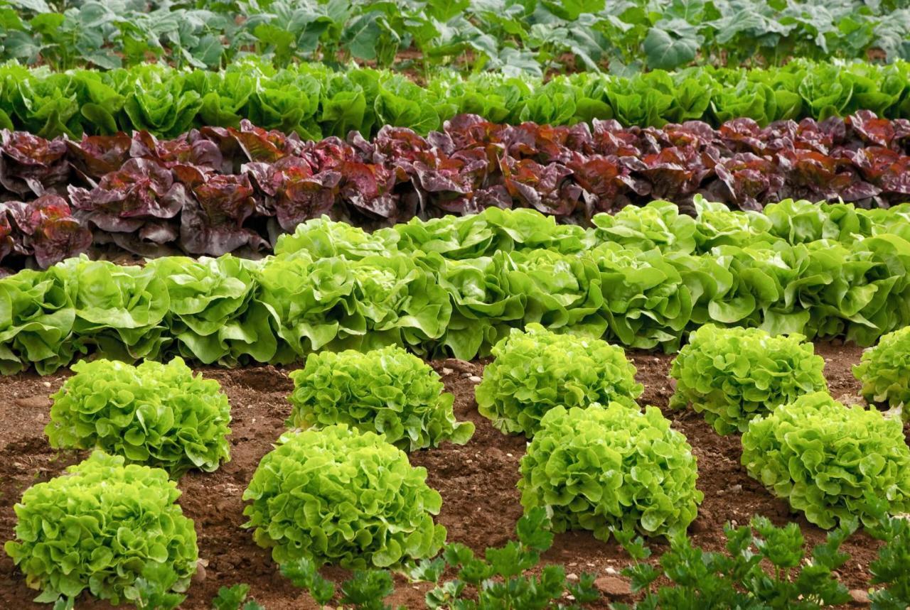 Lugares Comunes Vendégház Los Realejos Kültér fotó